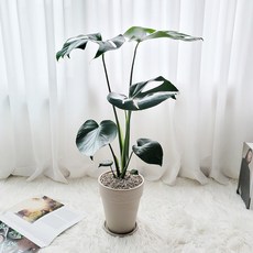 인테리어 공기정화식물 올리브나무 몬스테라 극락조 유칼립투스 황칠나무 등, 아레카야자, 1개