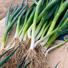 국내산 햇대파 진도 세척 뿌리 흙대파 1kg 3kg 5kg 특품, 1박스, 흙대파 특품(세척)