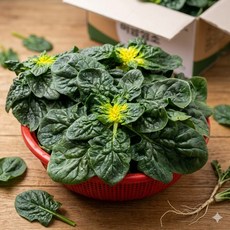 싱글벙글 당일선별 해풍 맞은 노지 시금치 진짜 비금섬초 400g, 1kg, 1세트