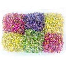 자연미가 새싹채소 6종모듬 500g x1팩 /SJ 부드럽고 아삭한 새싹야채. 비빔밥 샐러드 다양한 음식에 첨가~, 1개