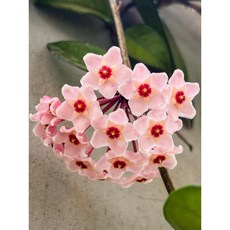 최상급상태유지 호야카노사 카노사호야 60~90cm 169