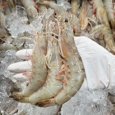 국내산 제철 자연산 대하 1kg 25미내외 급냉 냉동 왕새우, 1개, 1kg(25미내외)