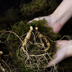 신선한 야생 산양산삼 6년근 (7~10뿌리 내외), 1세트, 30g