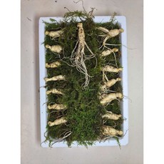 동의보감 5~6년근 못난이 15뿌리/3만원 산양삼 일반포장, 15개, 10g