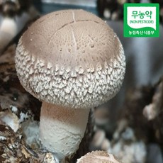 당일수확 산지직송 프리미엄 국내산 송화버섯 송고 송향 송화고버섯, 1세트, 500g