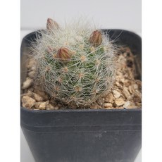 [가람다육] 향화한 선인장 랜덤발송, 1개, 향화환 377