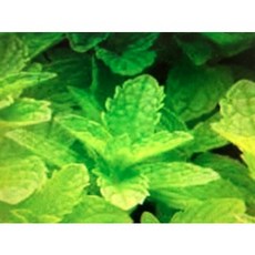 澳洲ND胡椒薄荷精油 Peppermint Essential Oil 1t原裝罐, 1個