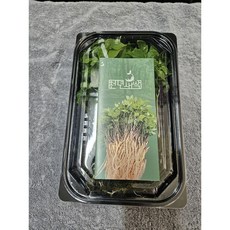 [천년새싹] 새싹인삼 <중> 50뿌리 가정용 새싹삼 수경재배 새싹인삼, 1g, 50개