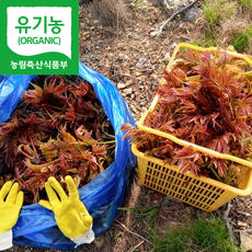 [농약안심인증] 26년 유기농 가죽나물순 국내산 참가죽나물 참죽, 1kg, 1박스, 못난이 가죽나물 1kg(20-25cm)