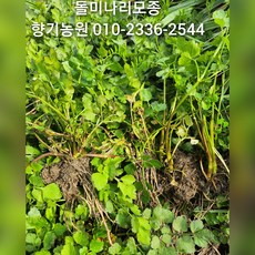 돌미나리모종 12(개)