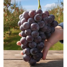 동명팜 국내산 경북 세르단 겨울 포도 당도선별, 500g 2송이