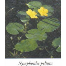 [신세계수족관] 노랑어리연 2+2개 / 5+5개 ( 2배 행사중 ), 2개