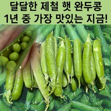 국내산 완두콩 햇 완두콩 국산 껍질 완두콩, 1박스, 500g