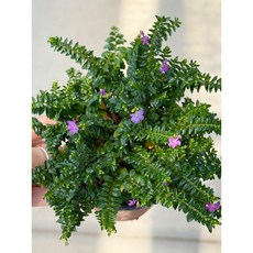 쿠페아 구피아 후페아 실내공기정화식물 사계절 꽃 반려식물 10cm 대성식물, 1개