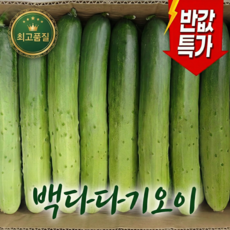 [마지막빅세일] 특품선별 백오이 백다다기 오이, 1박스, 2kg