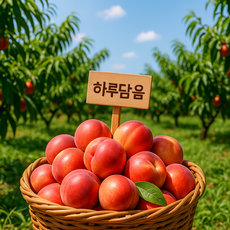 [하루담음] 프리미엄 아삭 명품복숭아! 딱딱이 천도복숭아 산지직송, 1박스, 1kg 천도 복숭아