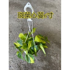 霏霏園藝斑葉心蔓吊花5寸特價 品種優良 綠意盎然 輕鬆點綴居家空間