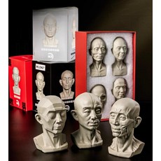 스케치 석고상 얼굴근육 두상 미술학원 해골 드로잉, 4개