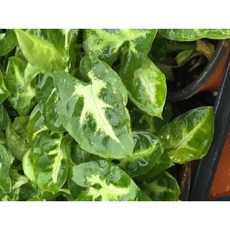 1+1 그린식물팜 싱고늄 싱고니움 소품 수경식물 반려식물, 1개