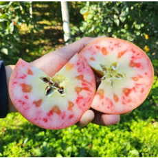 문루즈 복숭아사과 접목1년 사과나무 묘목 나가노신구 유실수 과실수 결실수, 문루즈 접목1년 1주, 1개