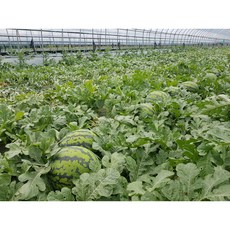 수박 꿀수박 당도보장 무등산 고창 고령 유명산지 수박, 1개, 3kg내외