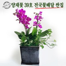 양재꽃39호 만천홍 서양란 승진난 취임 영전 이전 개업선물 부모님선물 꽃배달, 02 만천홍, 1개