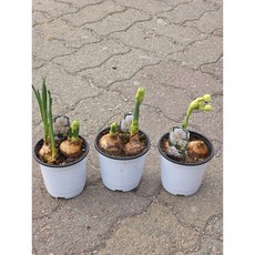 2+1 3개발송 향수선화 흰색 꽃 구근식물 향기나는 꽃 월동 꽃 생화 에이피플랜츠, 기본, 3개