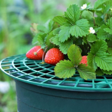 딸기 재배 받침대 농작물 식물 트레이 작물 재배 받침대 텃밭 베란다 병충해 화분 정원 방지 화단 원예