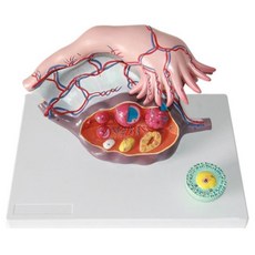 여성자궁 나팔관 난소확대 인체모형 장기모형 해부학수업 정형외과, 1세트