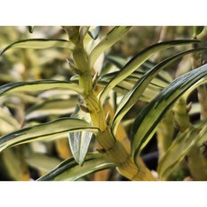 [꽃밭에서 난원] 석곡(가쿠야히메 보급종 2개 특가)