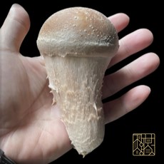 참송이버섯 국내산 무농약 1kg, 1개, 상참 1kg