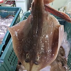 국내산 생물 간재미 1kg (1-3미내외) 2kg 인천 생간재미 횟감용 무침, 1세트, 활 간재미 1kg 1-3미내외