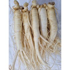풍기인삼소삼계250g(7-8뿌리) 튀김 갈비탕 백숙 삼계 업소용 무료세척 현대만석인삼사, 1세트, 250g