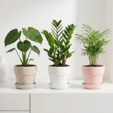 앙플랜트 키우기쉬운 공기정화 식물 몬스테라 금전수 스투키, 1개, 브라운 금전수