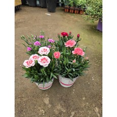 리피에노 향기담은 카네이션 로얄 엔틱 스퀘어 센터피스, 레드, 1개