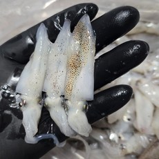 당일새벽조업 자연산 꼴뚜기 생물 호래기 횟감, 3박스, 500g