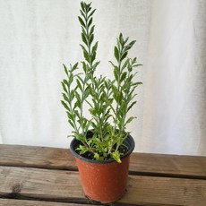 10-25cm 러시안세이지 소품 허브식물 19