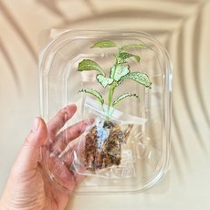 테라리움 비바리움 팔루다리움 포인트 식물 손질소분 후마타고사리 외 4종 택1, {"종류":"후마타고사리"}, 1개