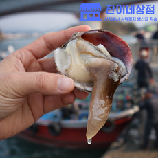 찬이네상점 손질 새조개 당일채취 당일발송 산지직송, 1개, 200g