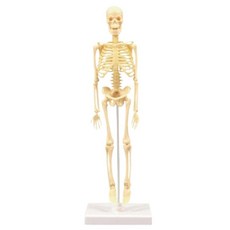 탁상소품 전신골격 사람뼈 조립모형 인체수업 학습교구 생물수업, 1세트