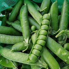 여수 고창 햇 완두콩 생완두콩 피 완두콩 이유식 완두콩 껍질 완두콩 국산완두콩, 1개, 1kg