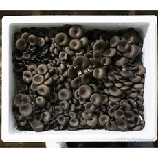 [청년부심] 느타리버섯 - 맑은고을 괴산에서 직접 재배한 맑을 "청" 청타리버섯입니다., 1개