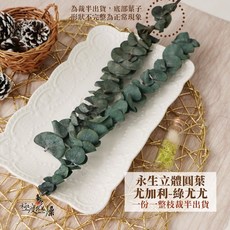 極度花燥 圓葉尤加利葉 永生花材, 立體圓葉,綠尤尤,一份一整枝裁半出貨,葉子有大有小,有深有淺採隨機出貨呦～