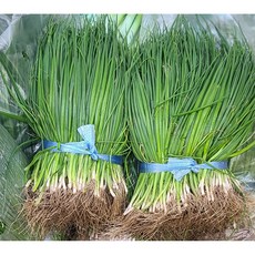 국내산 대파 모종 1단, 1개