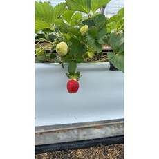 霏霏園藝 香水法蘭蒂草莓苗 生長強勢 果肉大且口感脆 甜度高, 1個, 3吋70元