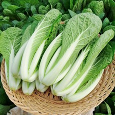 포천 채소한 어린열무 얼갈이, 1개, 얼갈이4kg