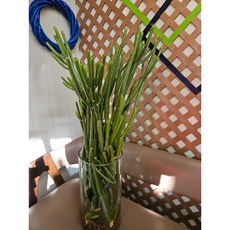 팅커벨 청기린+화병