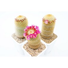 마밀라리아 필카엔시스 실생 mammillaria pilcayensis 화관을 쓴 선인장, 1개, 단일