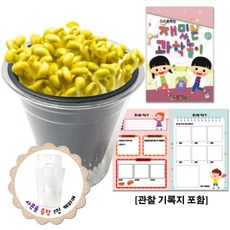 콩나물 키우기(관찰기록지포함) 만들기 미술재료