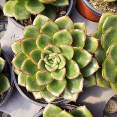 [해뜰다육] 롱기시마 다육식물 선인장, 1개